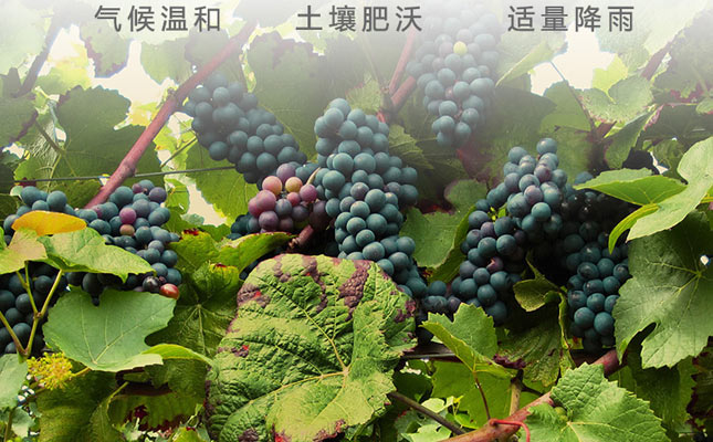 重慶紅酒批發(fā)市場 重慶紅酒批發(fā)市場